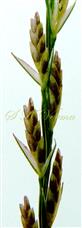   Spikelets (7-flowered)